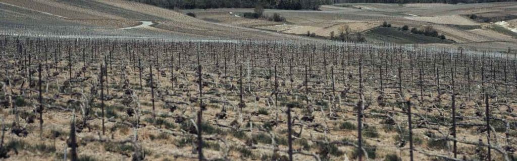 Vigne avec route